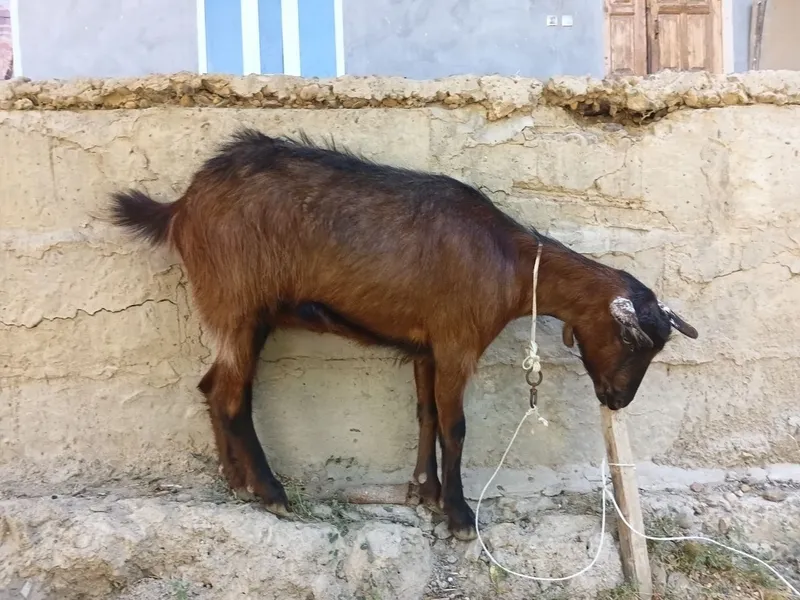 ZANEN. Zotdor echki sotiladi. 3