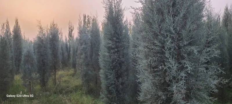 Голубой кипарис навли арчалар сотилади — фото 3