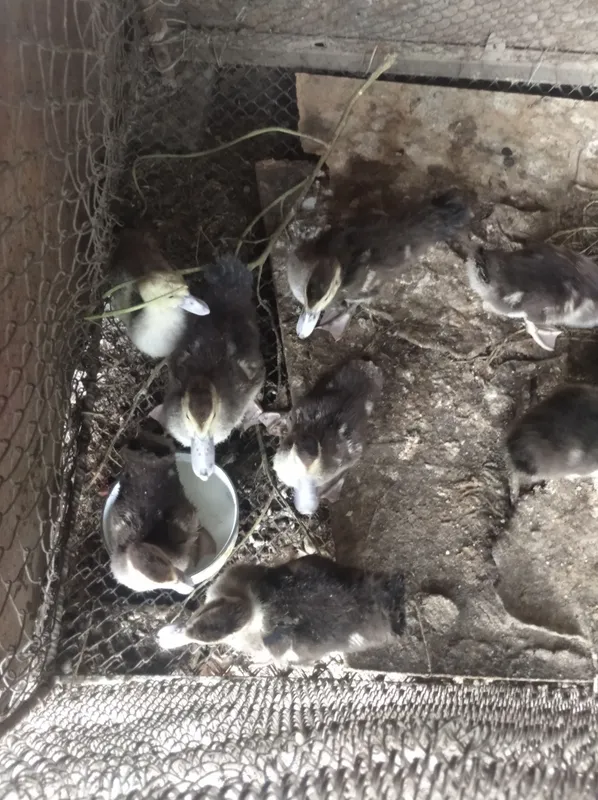 oʻrdaklar sotiladi oʻrdaklar sotiladi