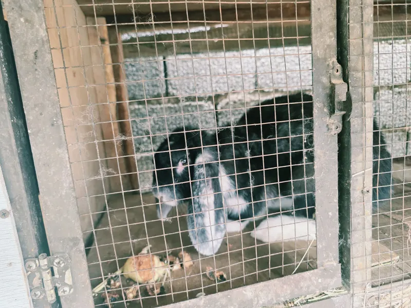 Продаются кролики, есть доставка 1 Продаются кролики, есть доставка 1