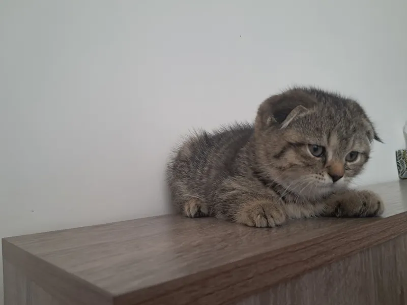 scottish fold 1.5 oyli qiz bola 2 scottish fold 1.5 oyli qiz bola 2