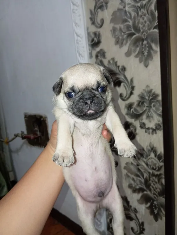 mops kuchukchalari sotiladi 3 mops kuchukchalari sotiladi 3