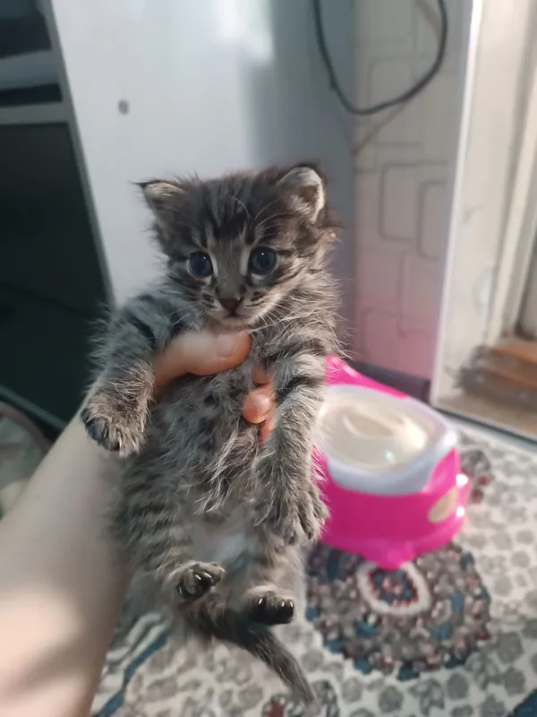 Мушукча, котёнок — фото 3