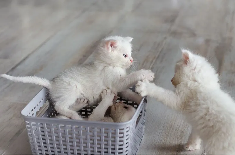 Котята турецкой ангоры 1 Котята турецкой ангоры 1