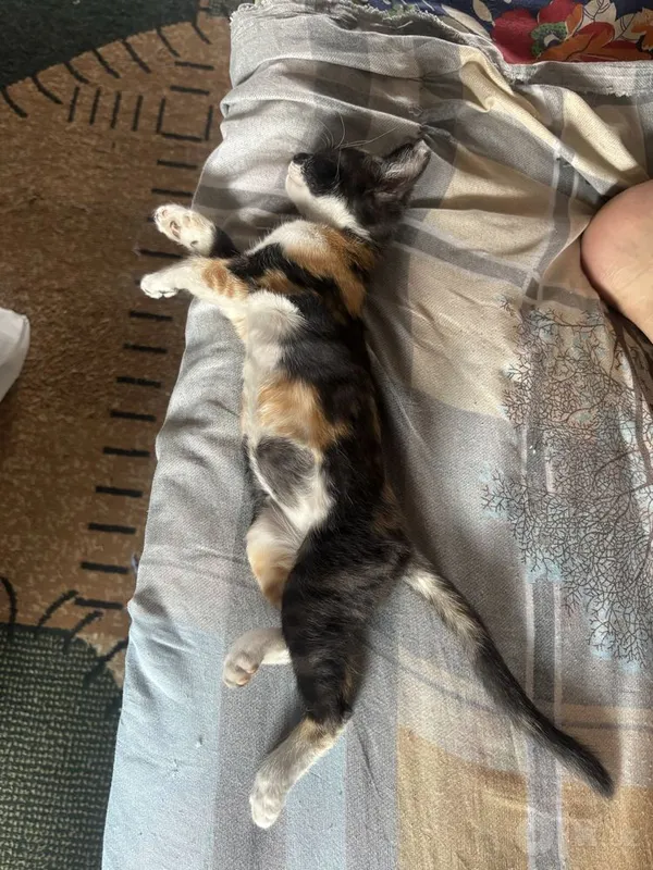 Котёнок в хорошую семью 3 Котёнок в хорошую семью 3