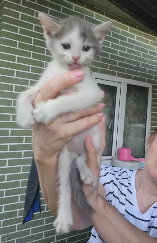 Котята в добрые руки 4 Котята в добрые руки 4
