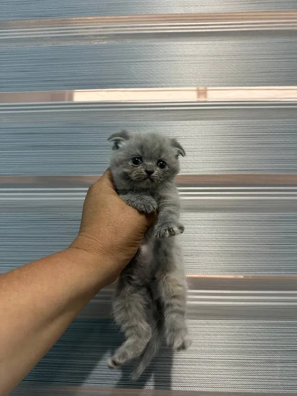Scottish Fold mushuk — фото 4