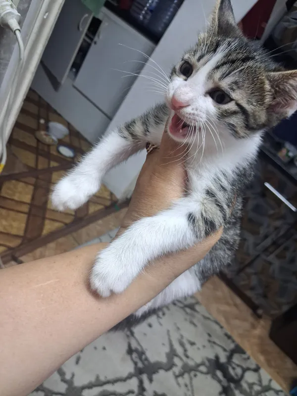 kotyata besplatno ochen krasivie 3 6