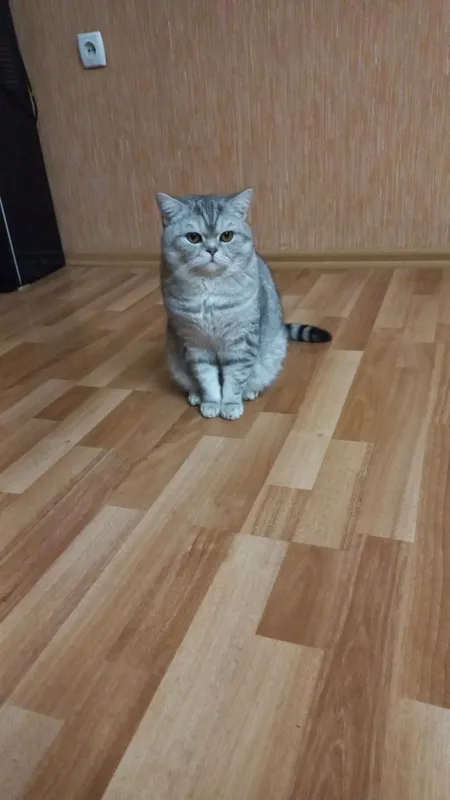 Продаётся кошка!!! 2 Продаётся кошка!!! 2