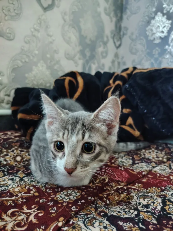 mushukcham zoʻr mushuk kotta mushuk bulip ketadi
