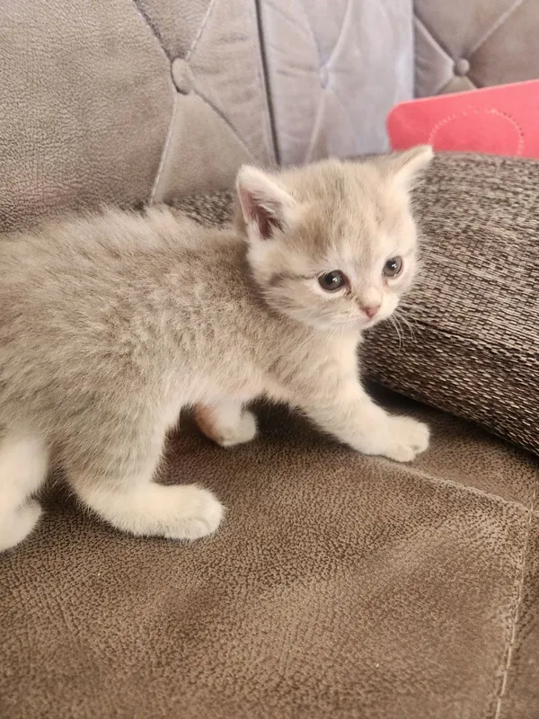 скотиш фолд серый срочно продаетса — фото 1