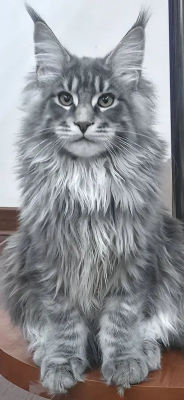 Шикарный Мейн-кун Blue Tabby приглашает на вязку