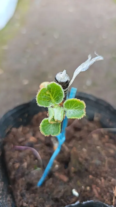 Kivi ko'chatlari sotiladi 2 Kivi ko'chatlari sotiladi 2
