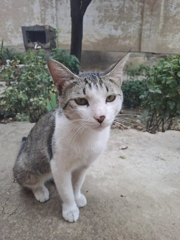 Домашний кот 1