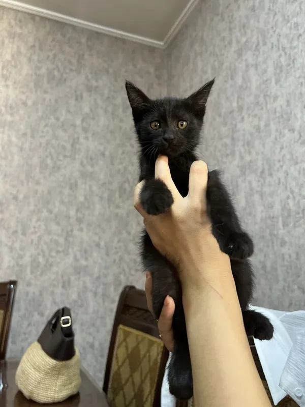 Отдам в добрые руки котёнка — фото 2