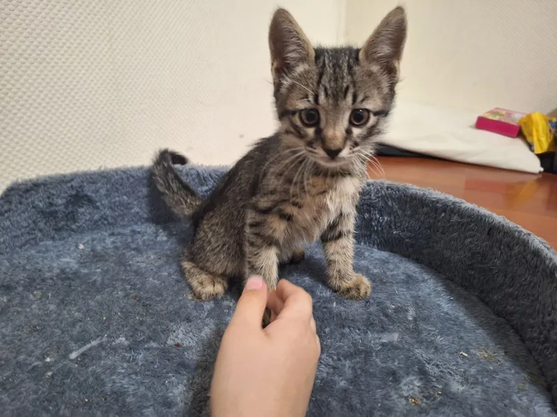 Котята возраст 2 месяца отдам даром 2 Котята возраст 2 месяца отдам даром 2