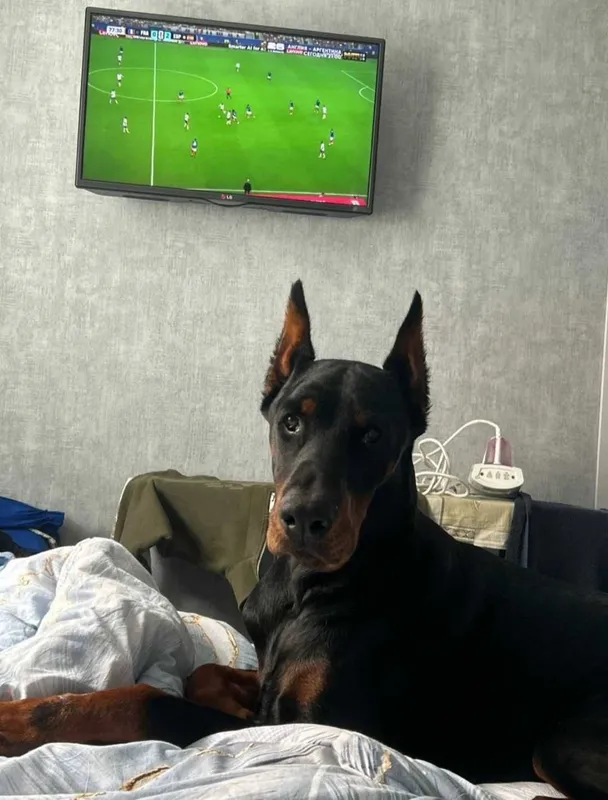 Doberman erkak it! Doberman erkak it!