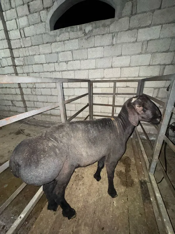 Katta qo‘y 65 kg – Aqiqa va to‘ylar uchun, so‘yib berish xizmati Katta qo‘y 65 kg – Aqiqa va to‘ylar uchun, so‘yib berish xizmati