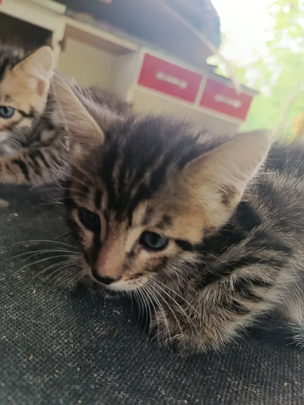 Бенгальские кот с 3 Бенгальские кот с 3