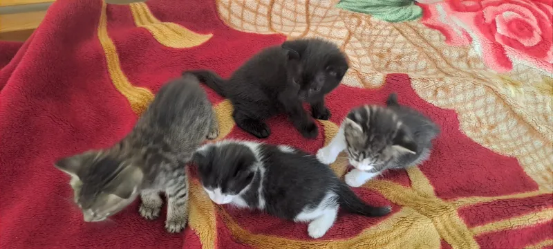 Котята — фото 1