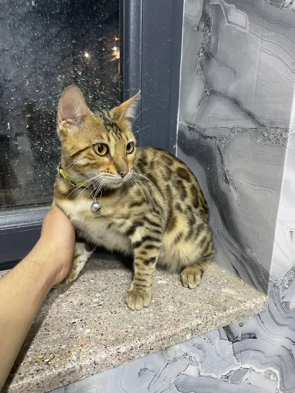 Mushuk bengal sotiladi srochna 3 Mushuk bengal sotiladi srochna 3