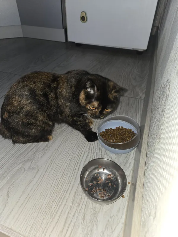 4 котёнка и их ласковая мама ищут добрую семью 3 4 котёнка и их ласковая мама ищут добрую семью 3