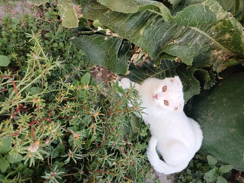 Продаются котята — фото 1
