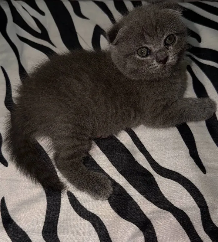 Scottish Fold a’lo sifat