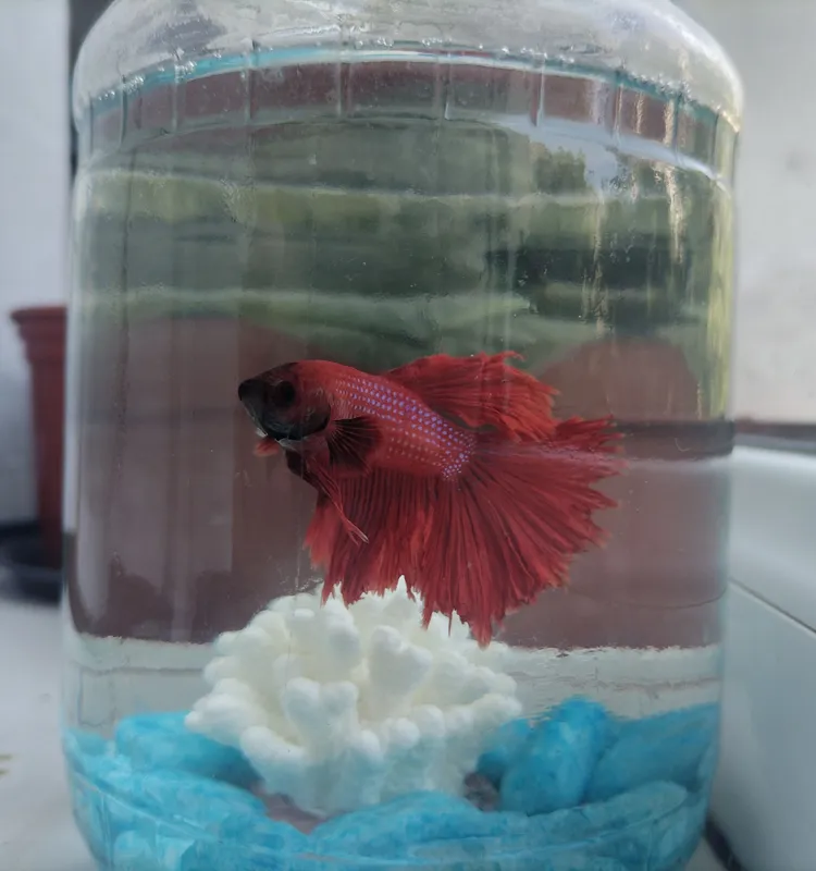 Betta petushok baliq sotiladi