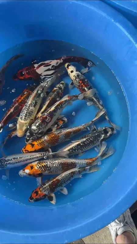 Коя рыба для пруда Hovuz basseyn uchun koi baliqlari — фото 2