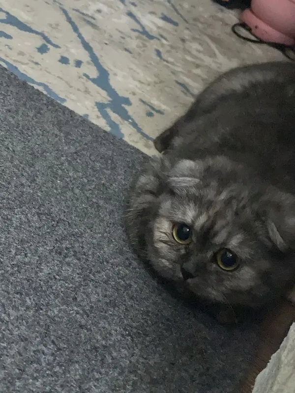 Scottish Fold mushukcha 2 Scottish Fold mushukcha 2