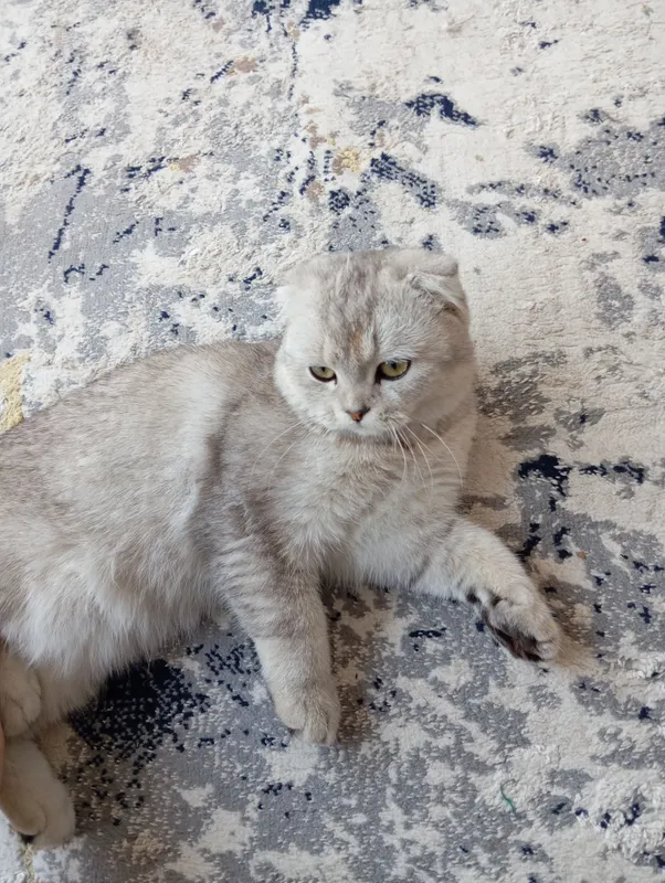 Породистый котёнок 3