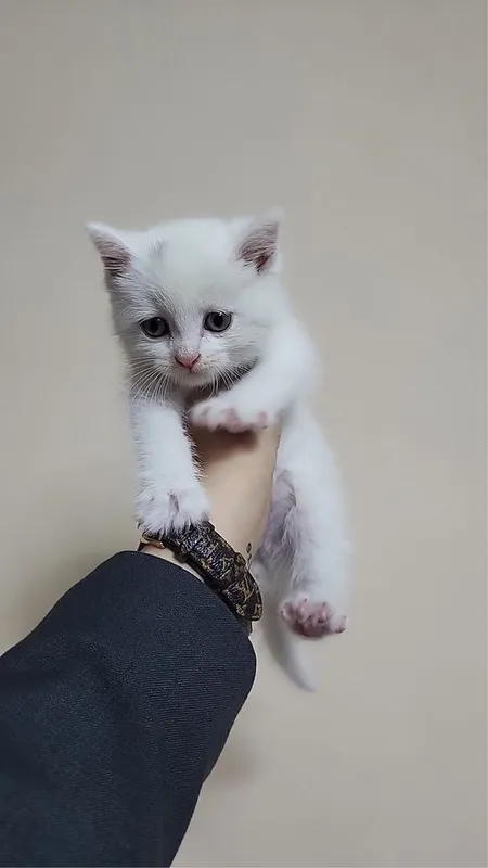 Mushuk Parodasi turetskiy angora