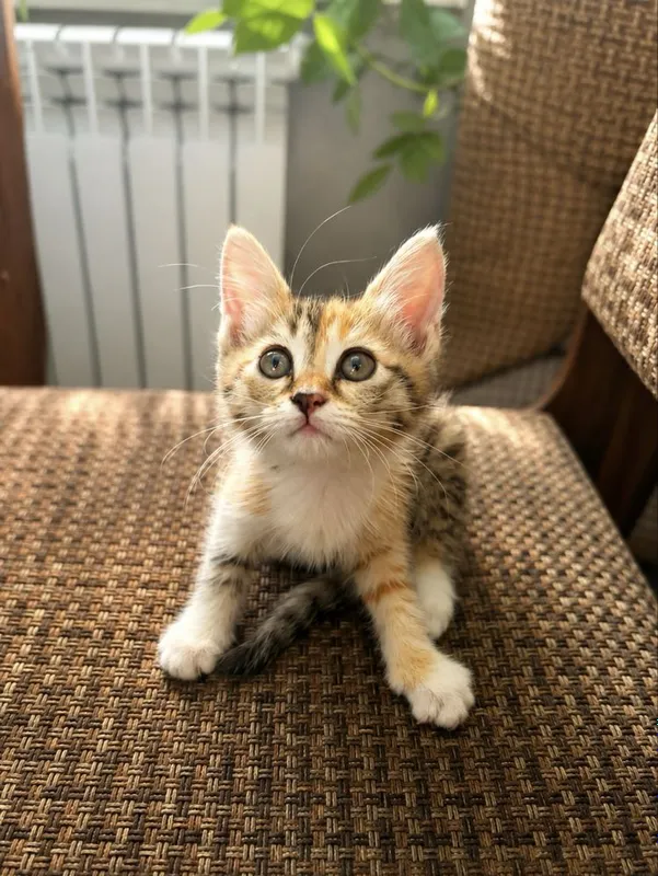 котенок-девочка 2 месяца 3 котенок-девочка 2 месяца 3