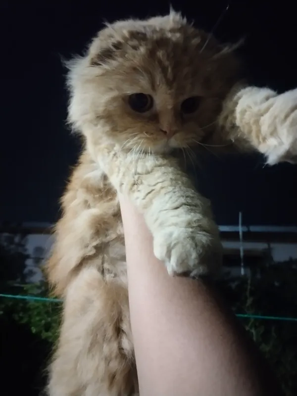кошки 5 кошки 5