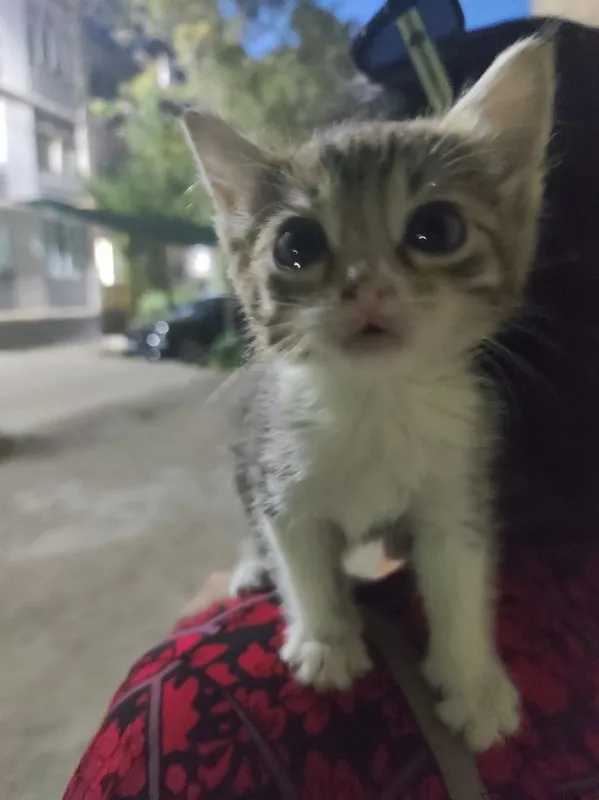 Котенок в добрые руки