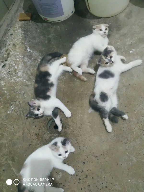 Mushukchalar sotiladi zottor 2 Mushukchalar sotiladi zottor 2