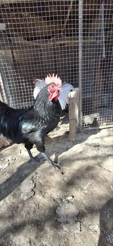 Qora zotdor horoz sotiladi 5 Qora zotdor horoz sotiladi 5