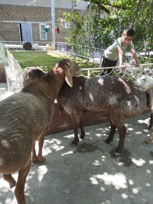 Quylar bor quloqlari butun sotiladi — фото 4
