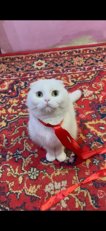 кошка