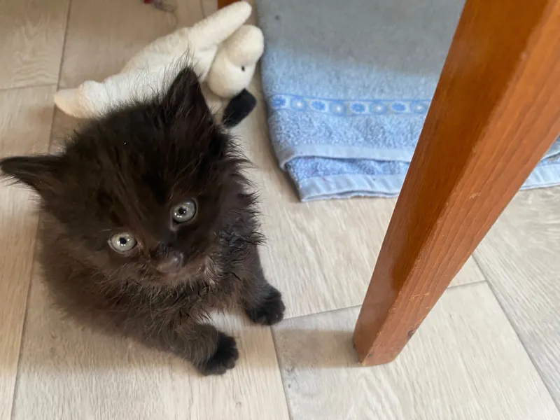 Бесплатно котенок в добрые руки 1 Бесплатно котенок в добрые руки 1