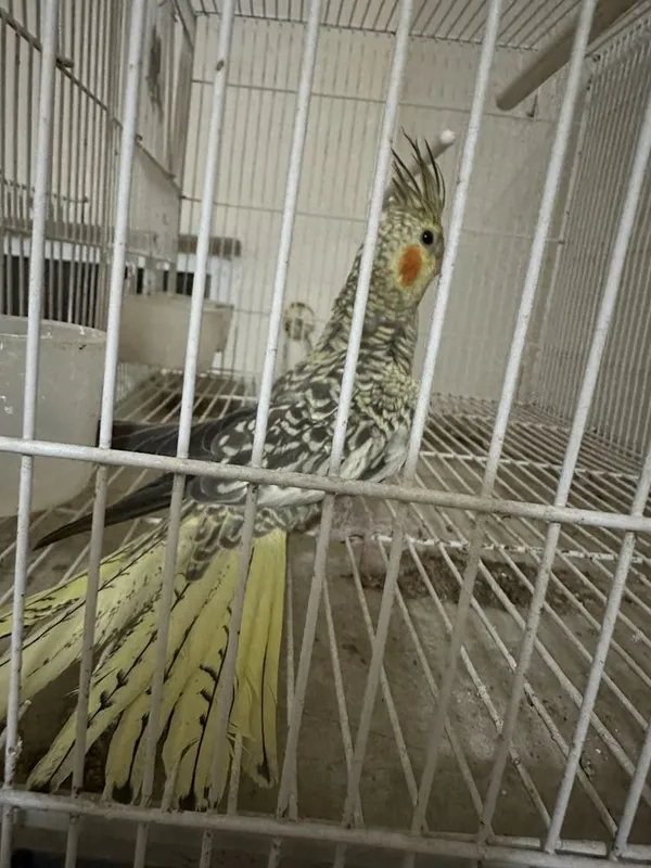 Karella sotiladi optim 8ta 3 Karella sotiladi optim 8ta 3