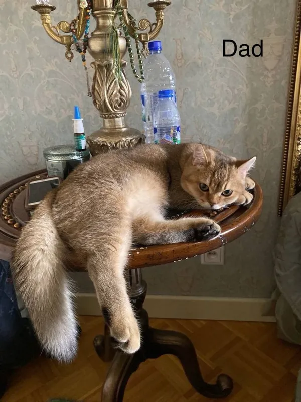 Котята Британской шиншилы 6