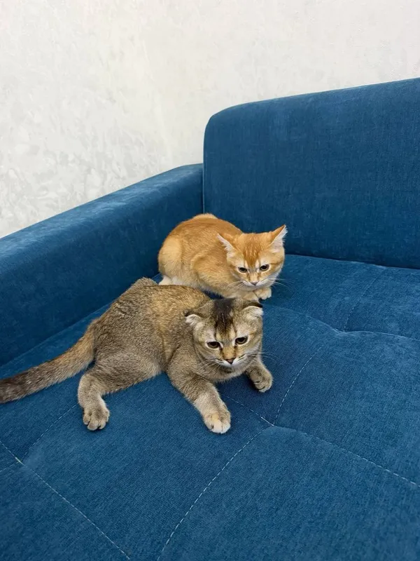Scottish Fold 120$ Scottish Straight. 100$ 6 Scottish Fold 120$ Scottish Straight. 100$ 6