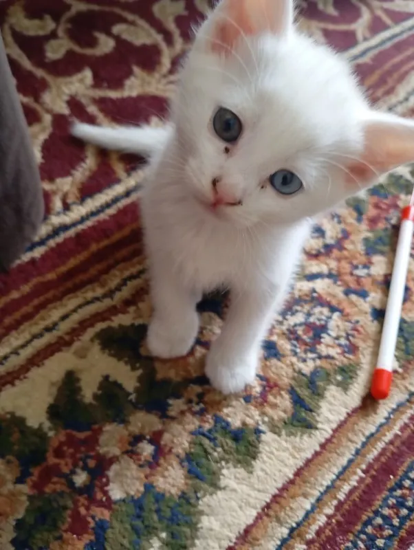 Ок, скотиш фолд, скотиш страйд мушулари 2