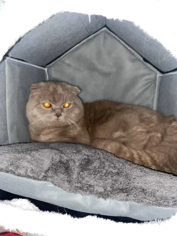 Кошка скотиш фолд 1 Кошка скотиш фолд 1