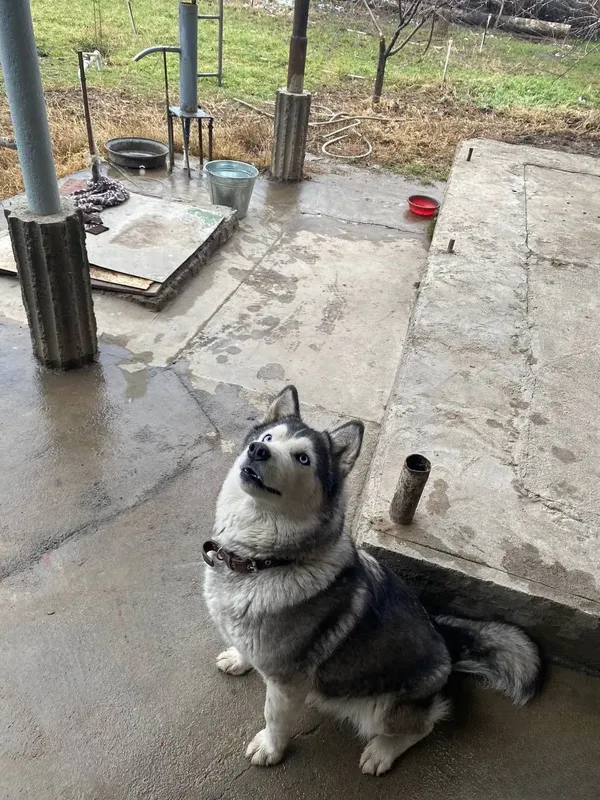 Лаика , лаикаааа 4 Лаика , лаикаааа 4