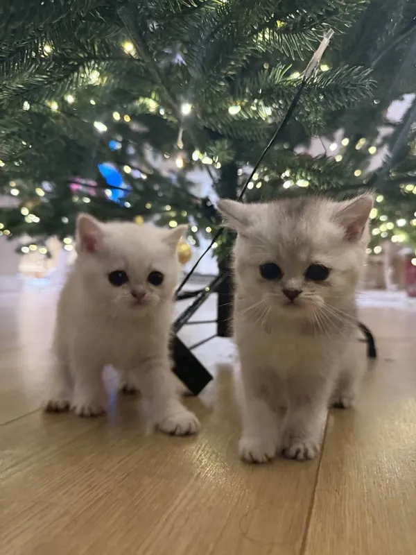 Чистокровная шиншилла котик и кошка 1 Чистокровная шиншилла котик и кошка 1
