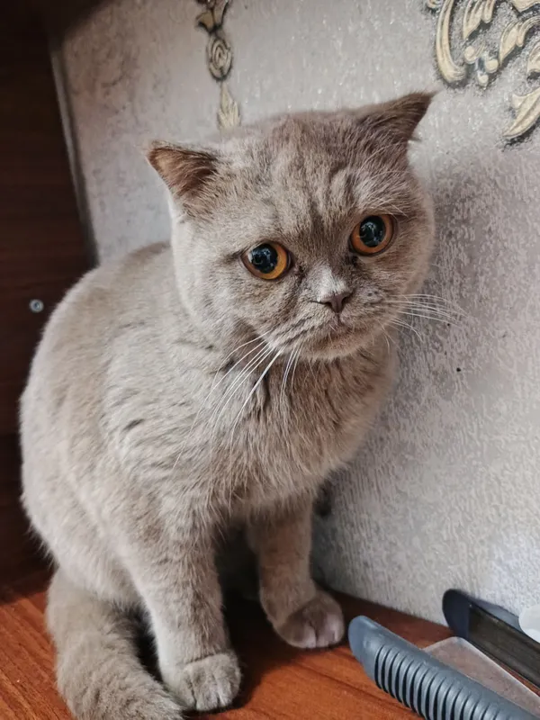 имя — Шушана, кошка 1 имя — Шушана, кошка 1
