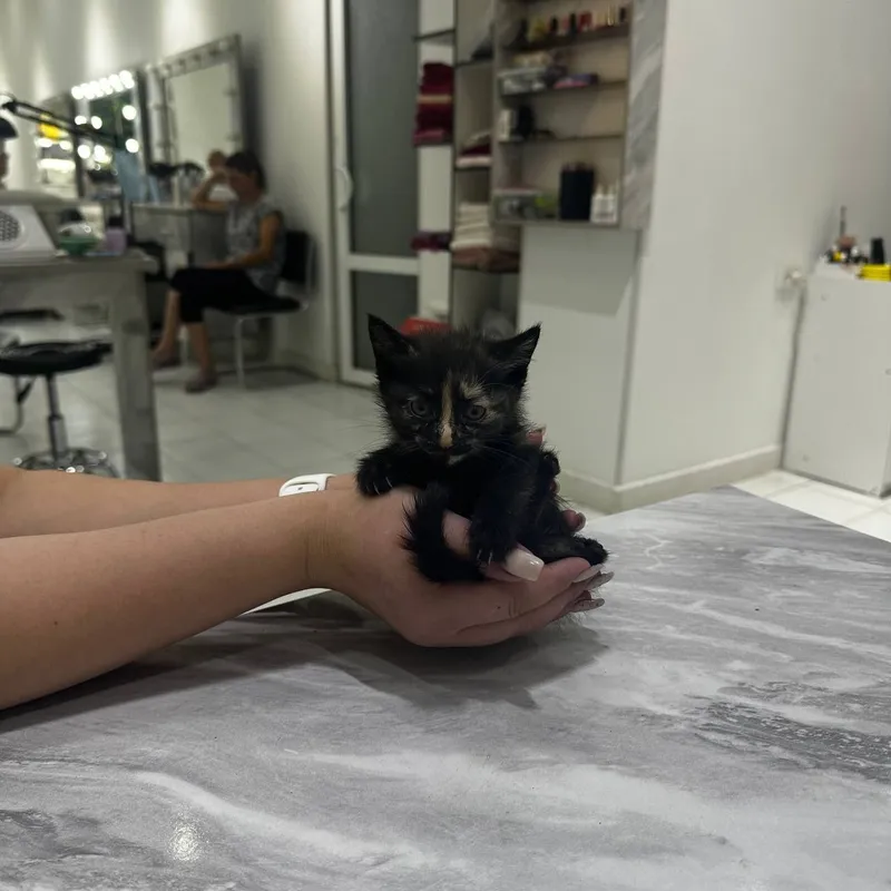 Котята домашние , Отдадим ответственным и добрым людям 6 Котята домашние , Отдадим ответственным и добрым людям 6